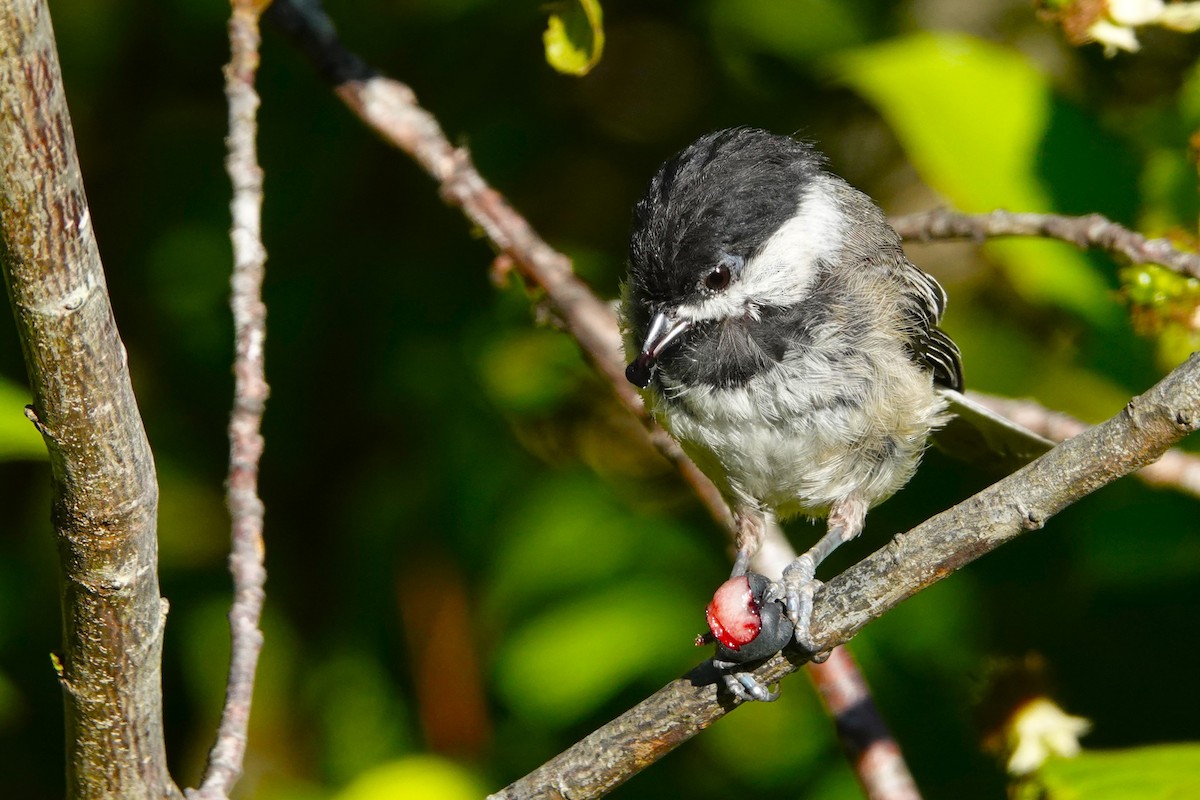 Black-capped Chickadee - ML621736487