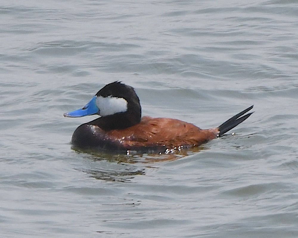 Ruddy Duck - ML621736500