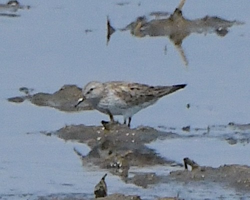 Semipalmated Sandpiper - ML621736559