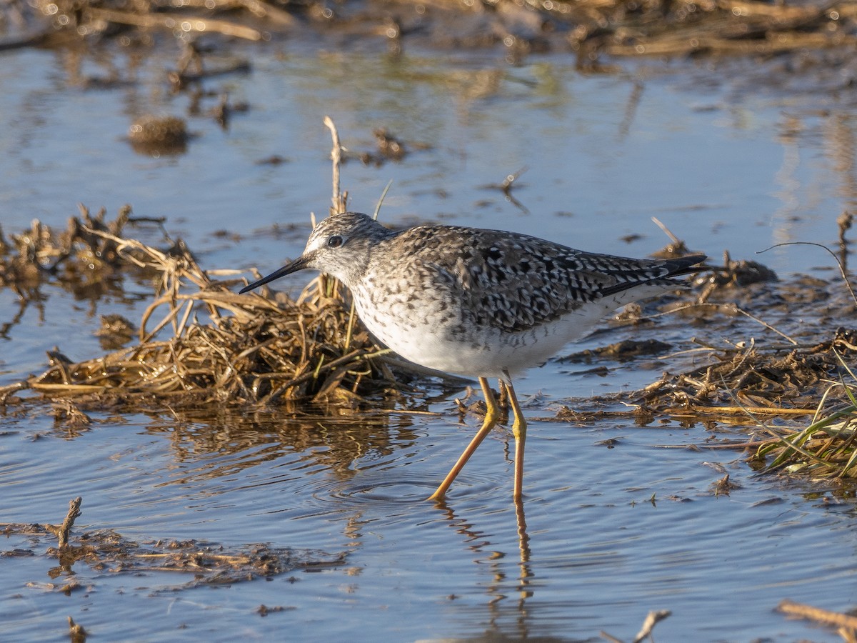 Lesser Yellowlegs - LARRY MOSS