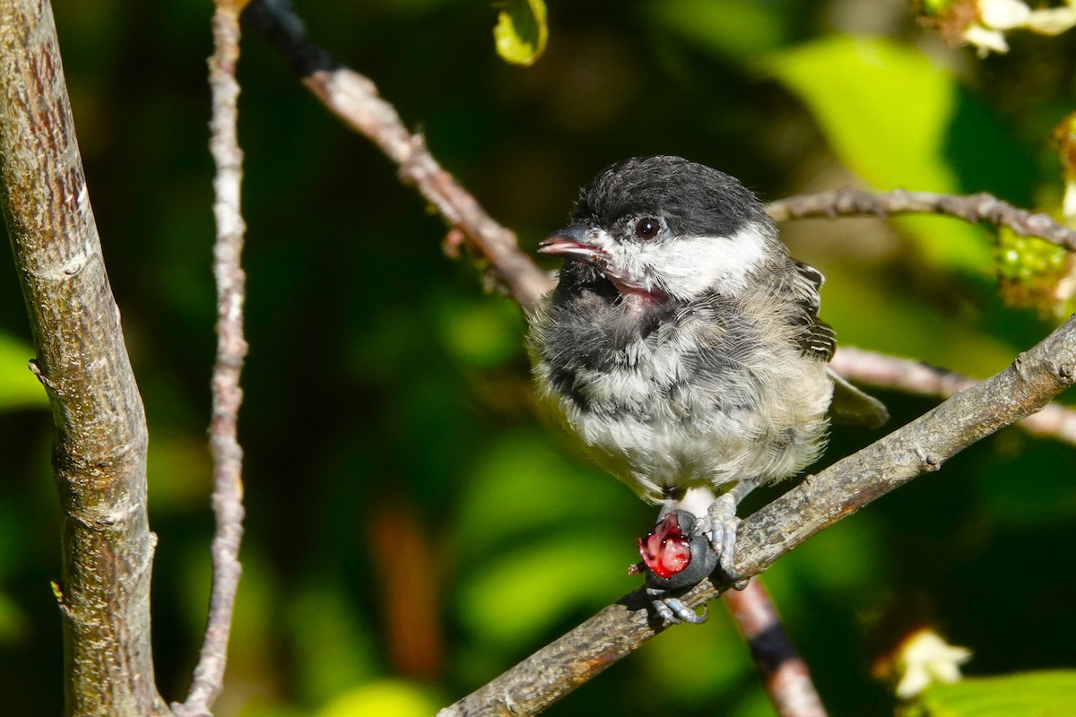 Black-capped Chickadee - ML621736629