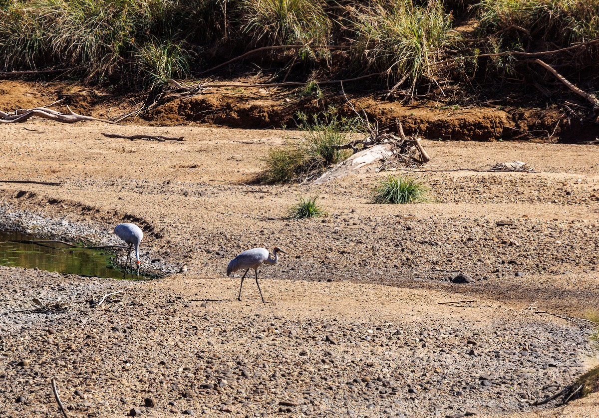 Brolga - Paul Rankin