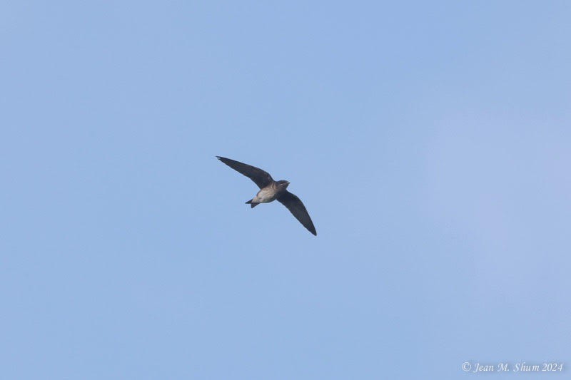 Purple Martin - ML621736659