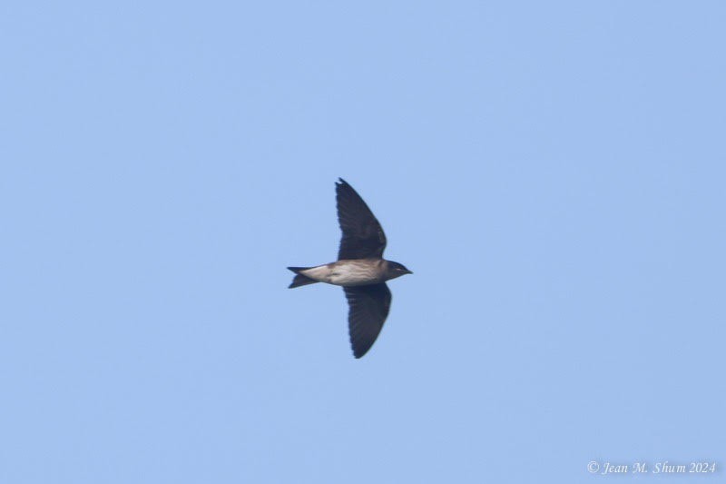 Purple Martin - ML621736660