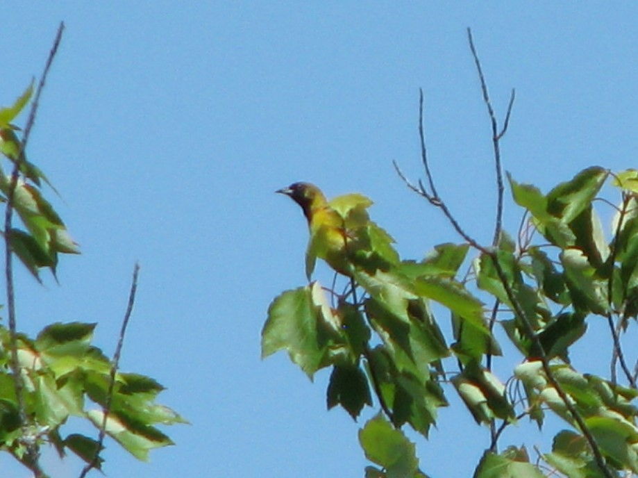 Orchard Oriole - ML62173681