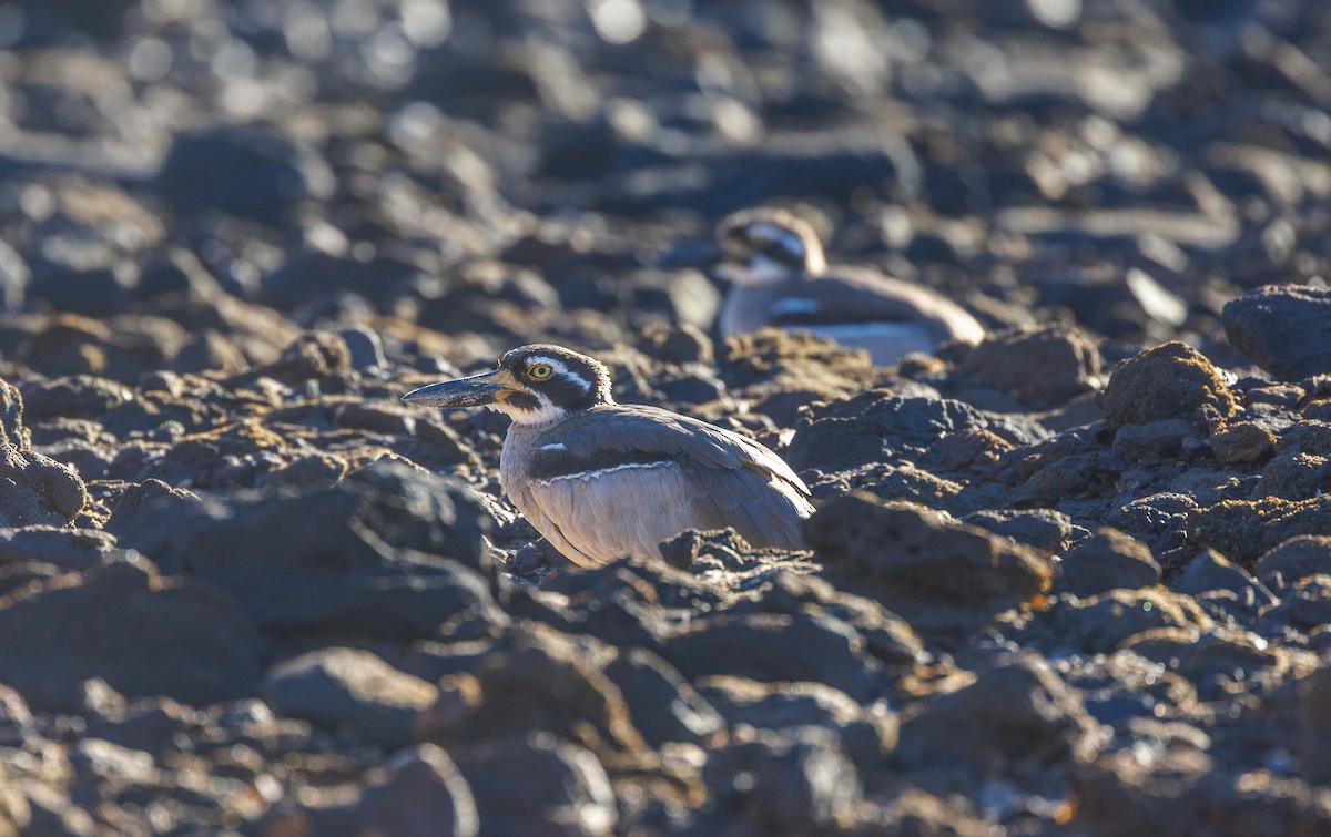 Beach Thick-knee - Paul Rankin