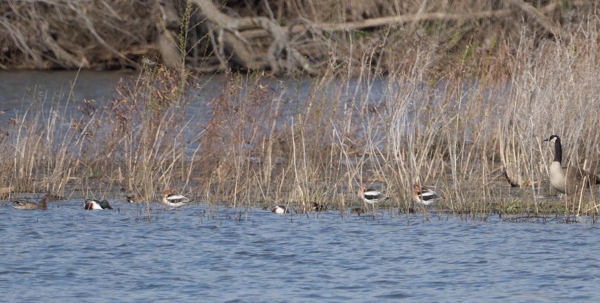 American Avocet - LARRY MOSS