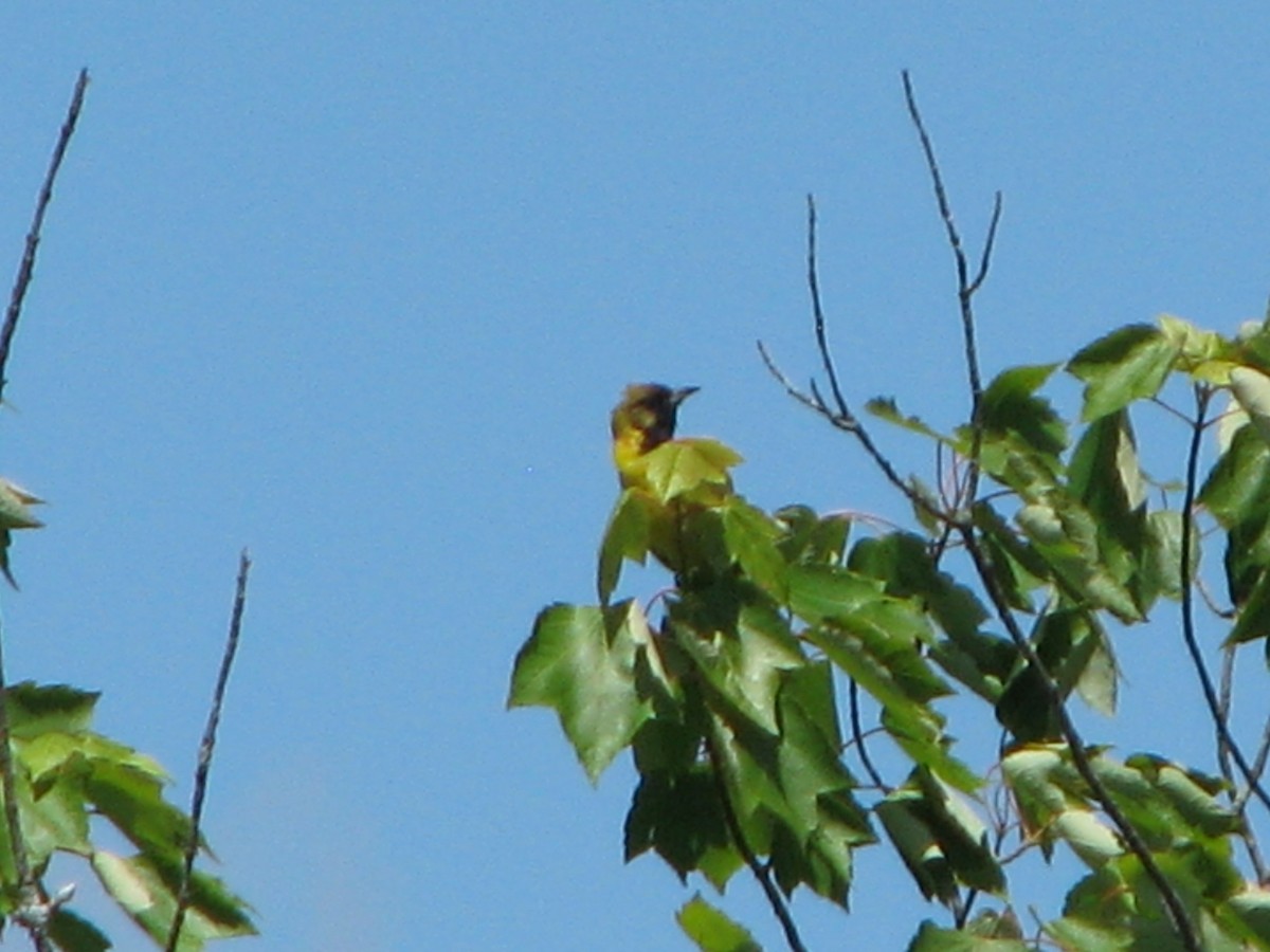 Orchard Oriole - ML62173691