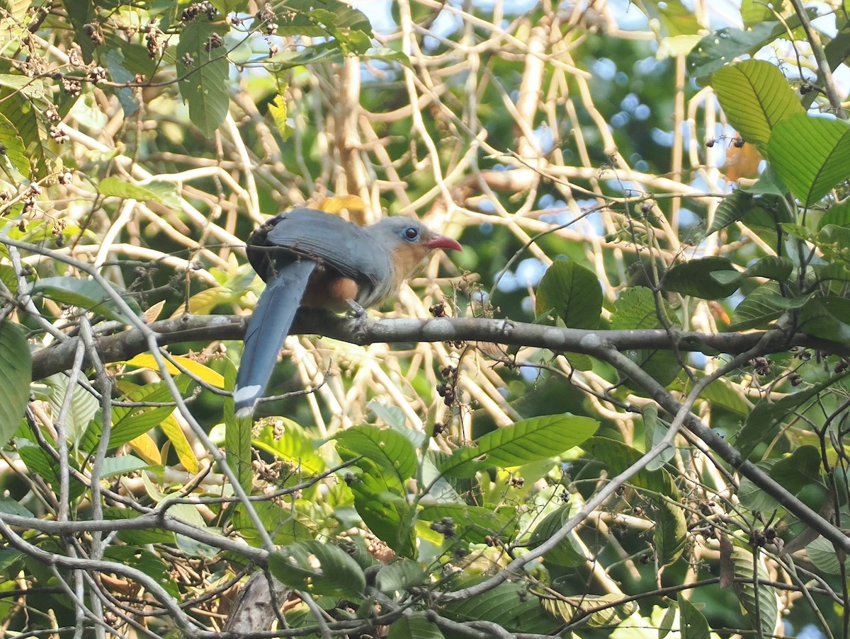 Malcoha Piquirrojo - ML621736967