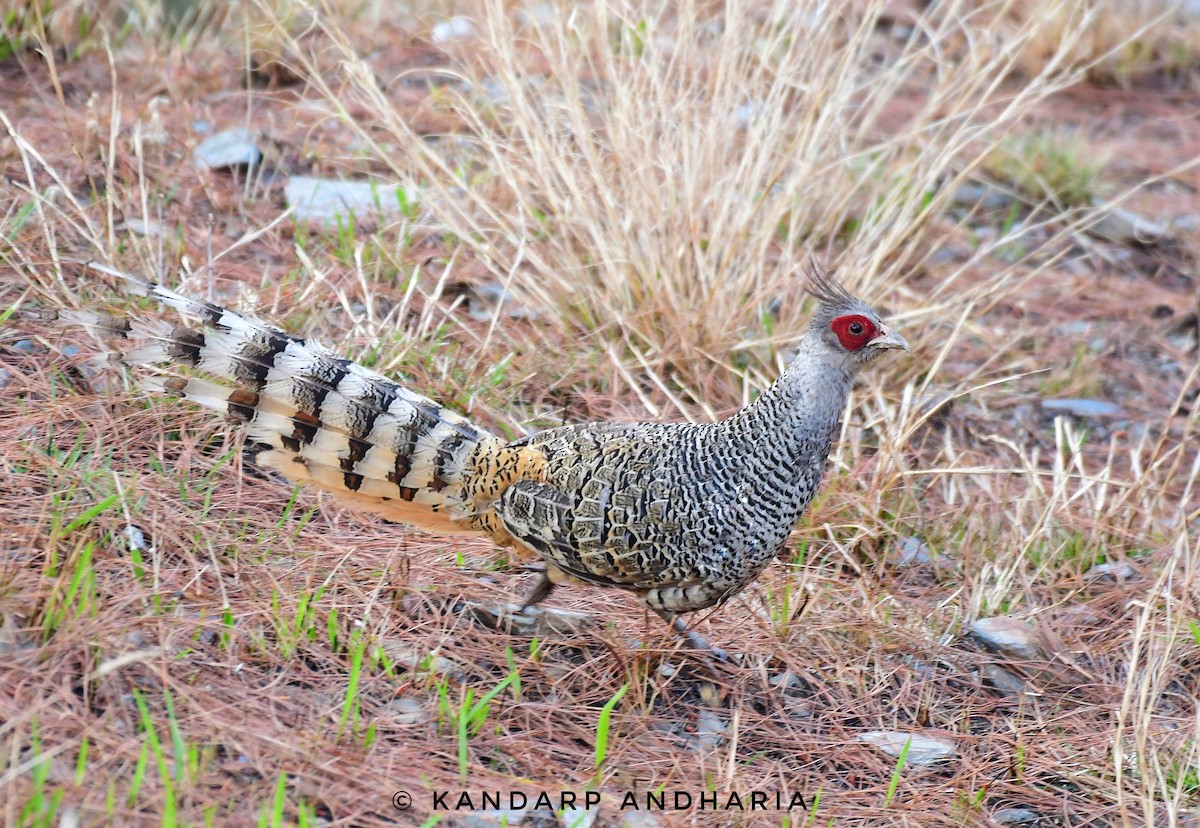 Cheer Pheasant - Kandarp  Andharia