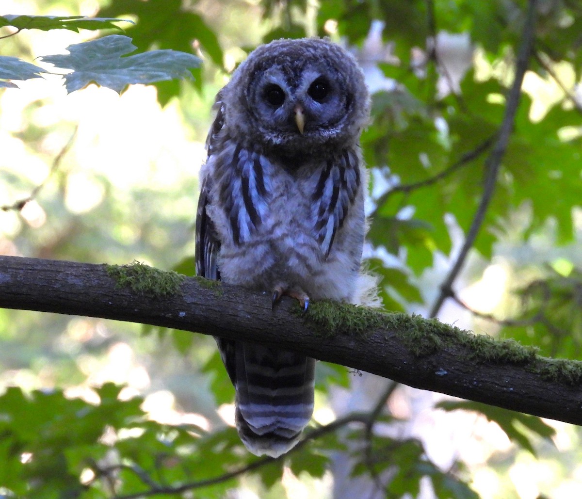 Barred Owl - ML621737051