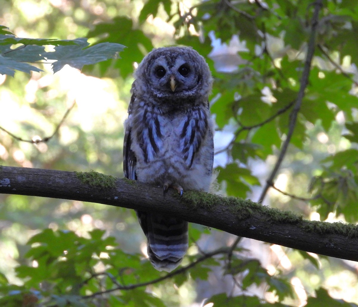 Barred Owl - ML621737052