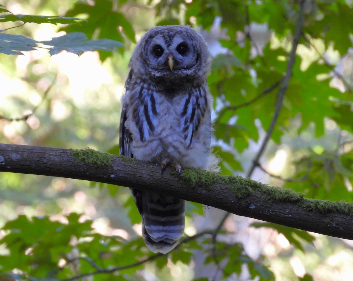 Barred Owl - ML621737053