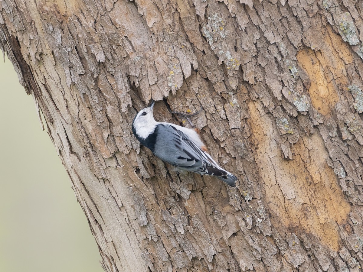 White-breasted Nuthatch - ML621737142