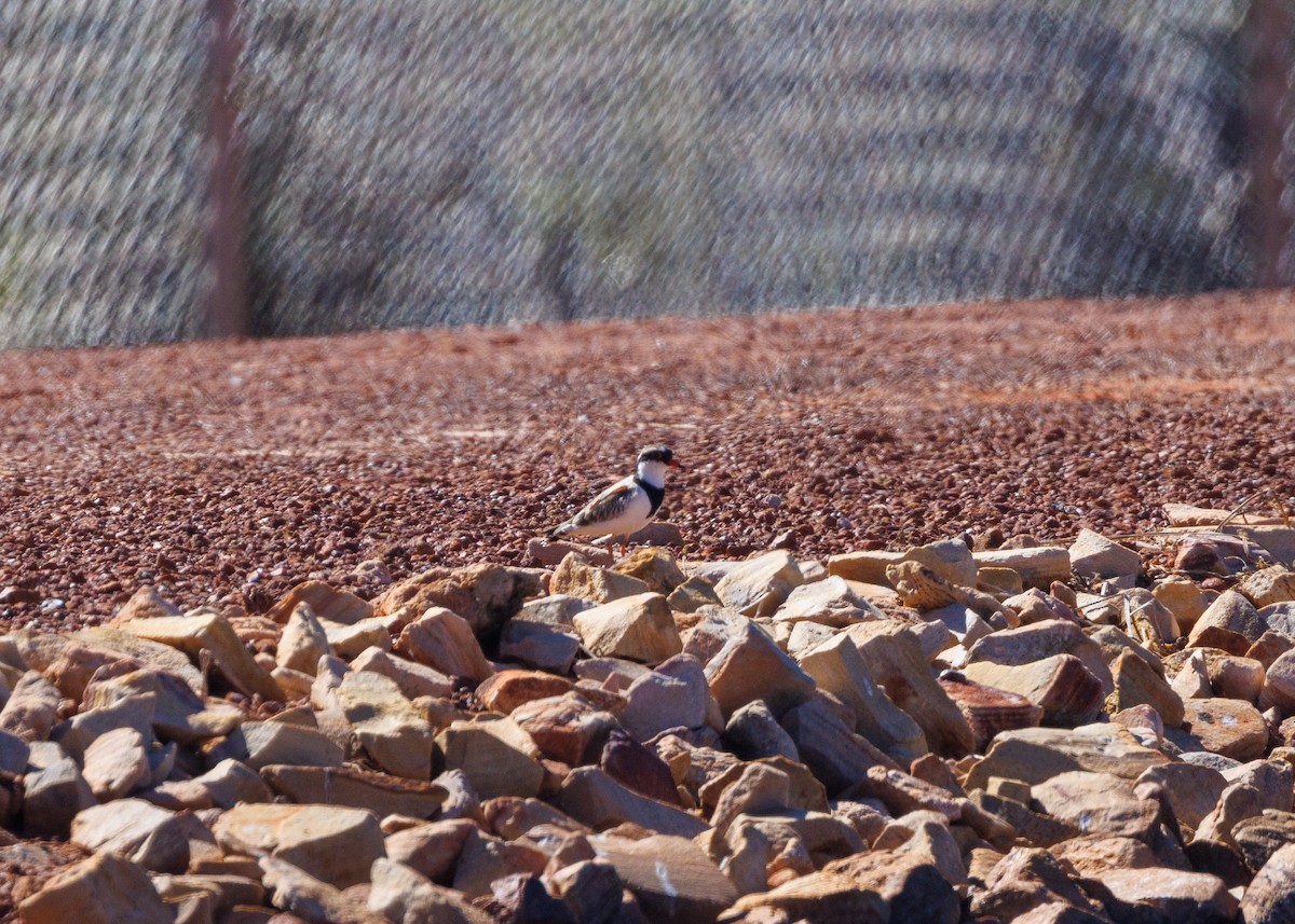 Black-fronted Dotterel - ML621737149