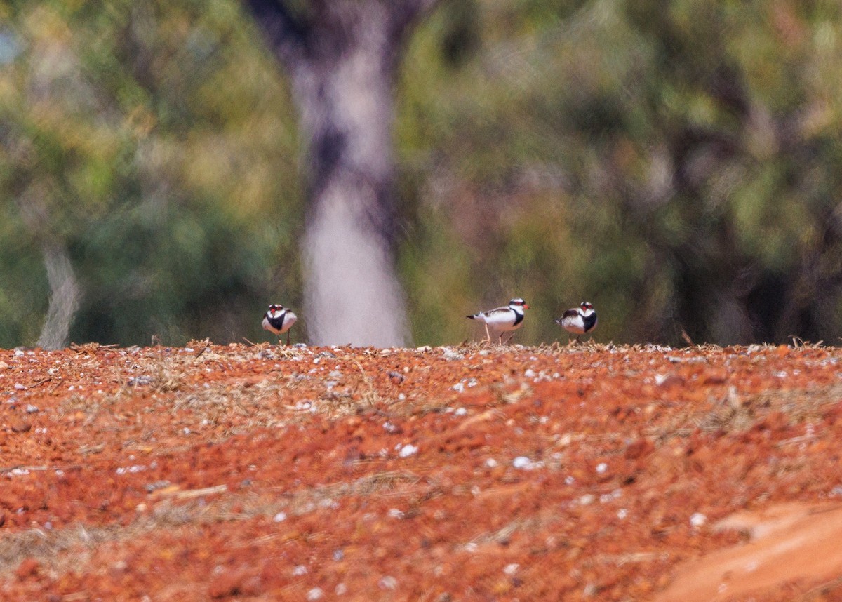 Black-fronted Dotterel - ML621737150