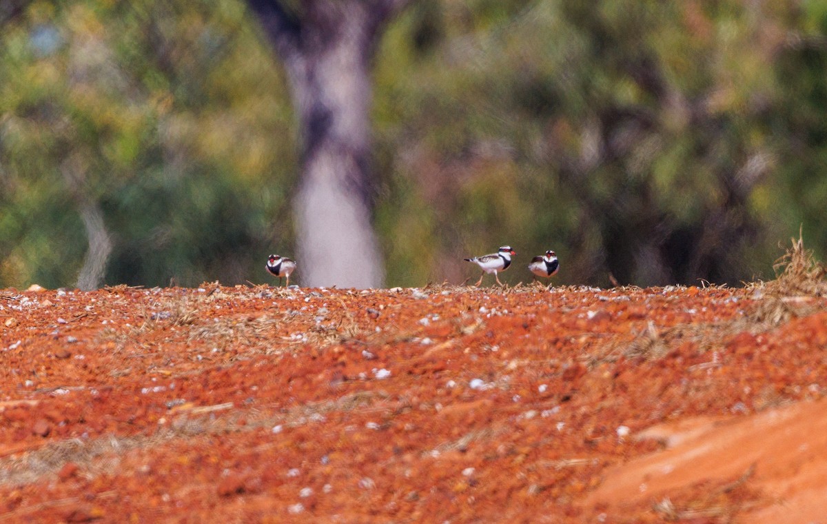 Black-fronted Dotterel - ML621737151