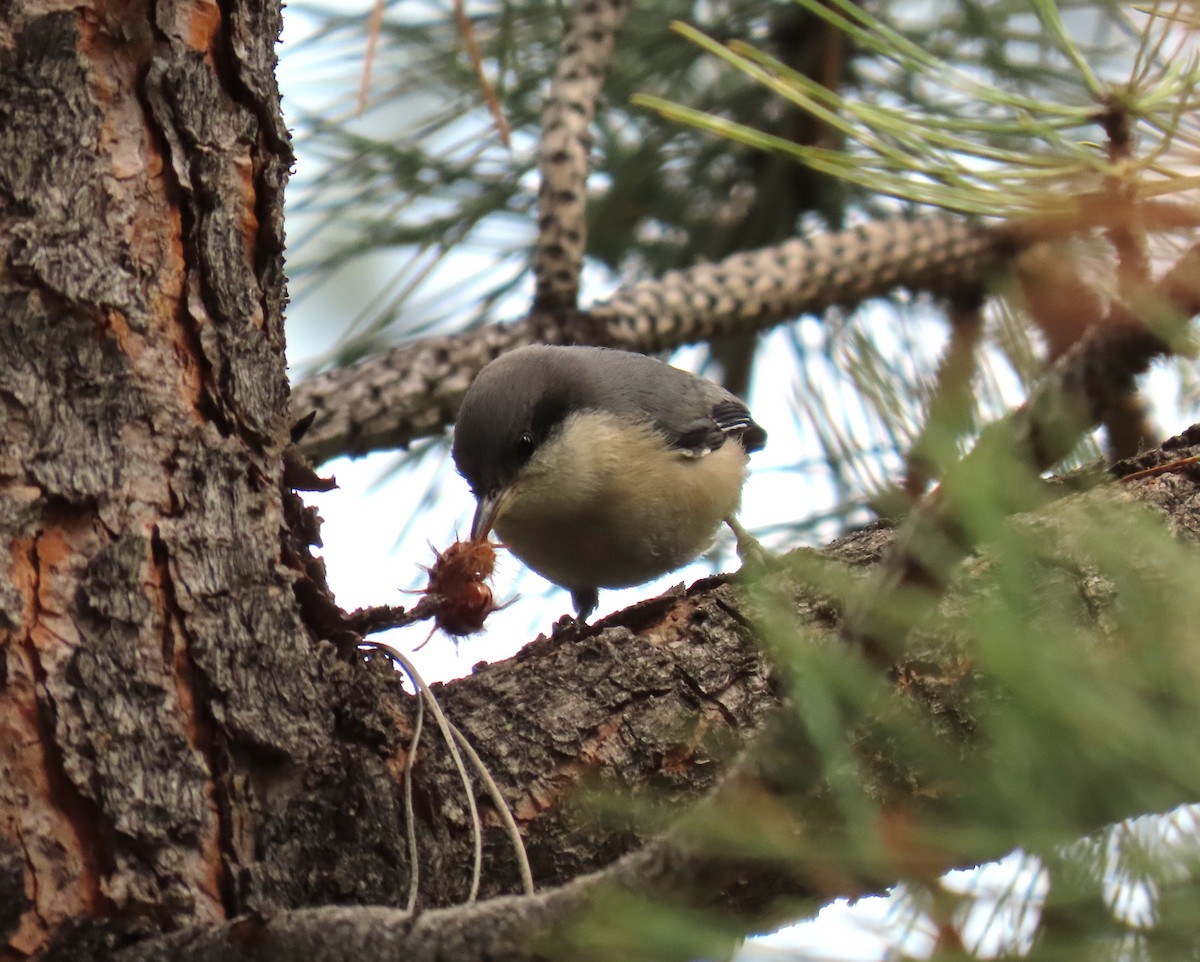 Pygmy Nuthatch - Julie Mobley