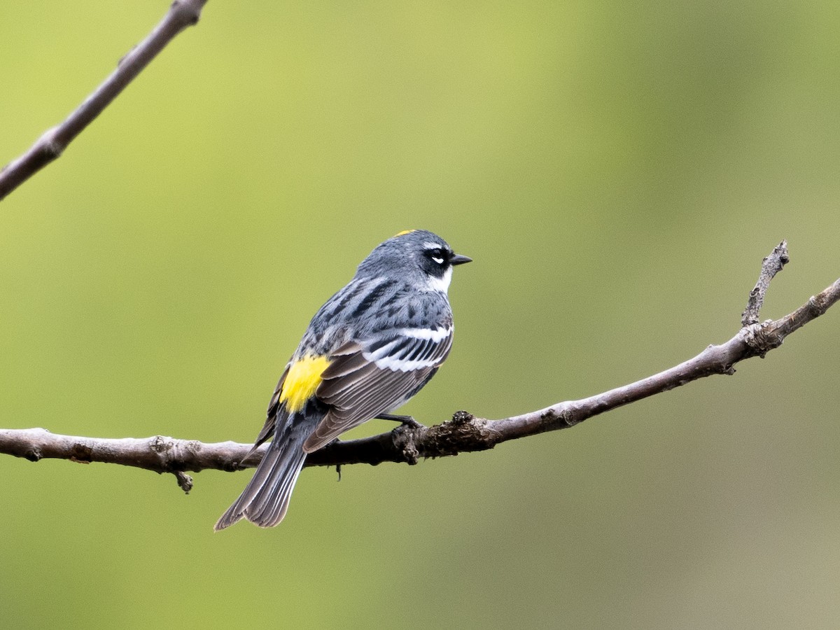 Yellow-rumped Warbler - LARRY MOSS