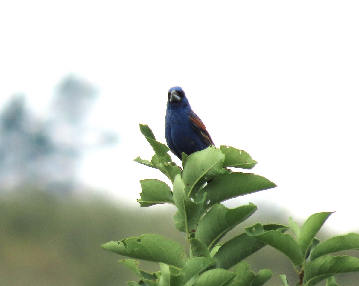 Guiraca bleu - ML621737161