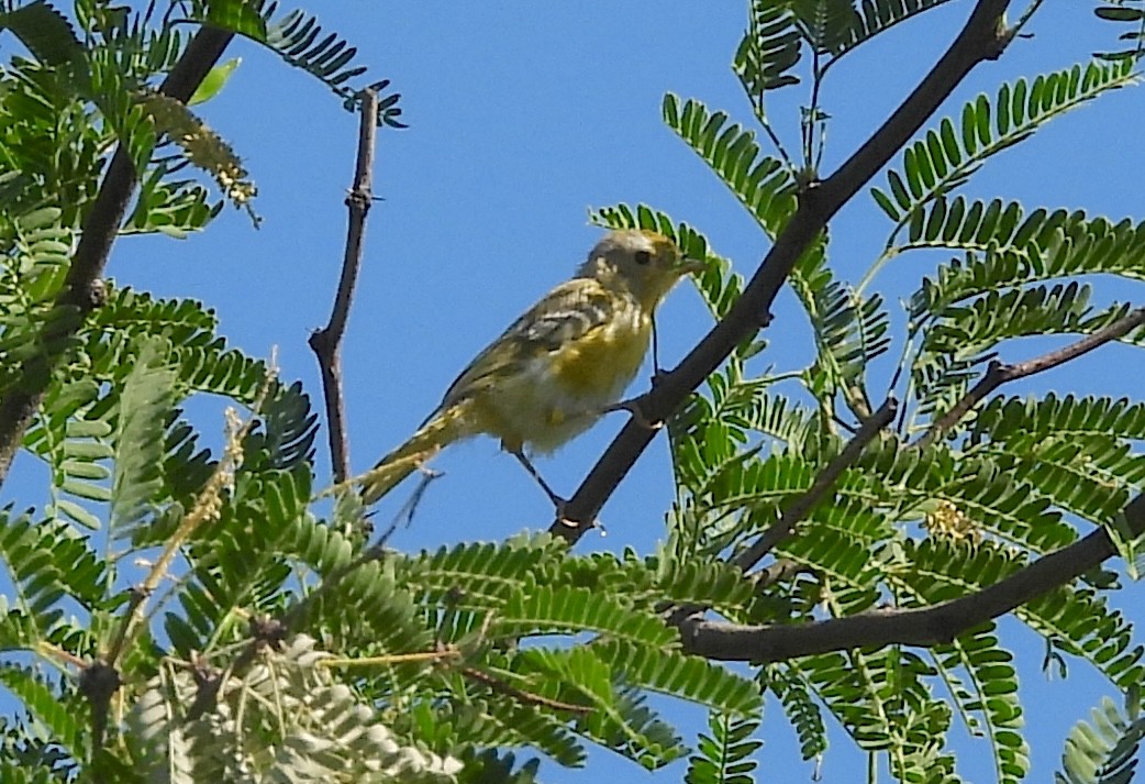 Yellow Warbler - ML621737452