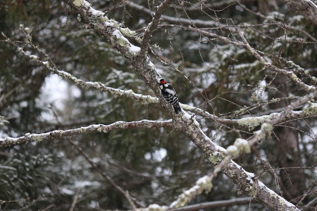 Downy Woodpecker - ML621737460