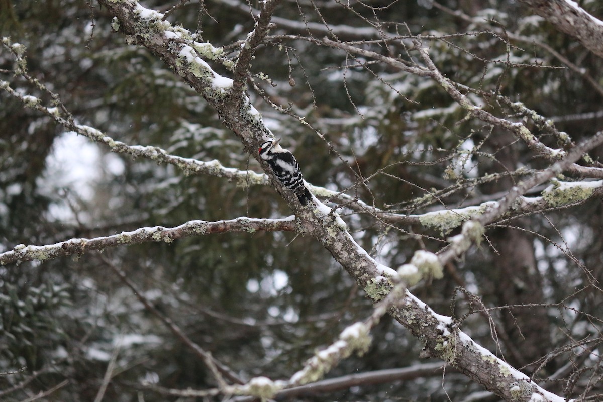 Downy Woodpecker - ML621737461