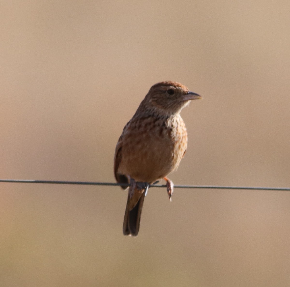 Eastern Clapper Lark - ML621737479