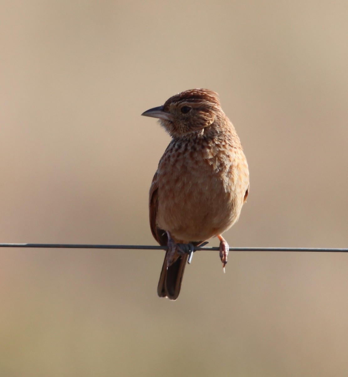 Eastern Clapper Lark - ML621737480