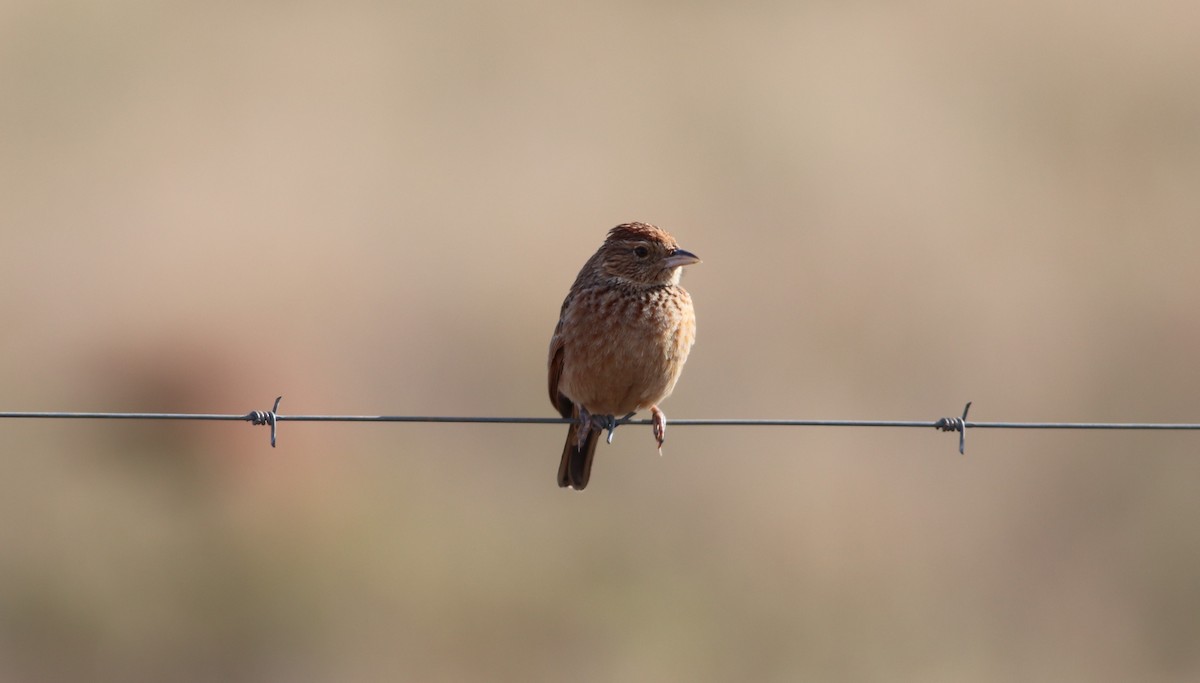 Eastern Clapper Lark - ML621737481