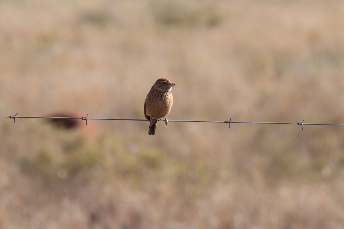 Eastern Clapper Lark - ML621737482