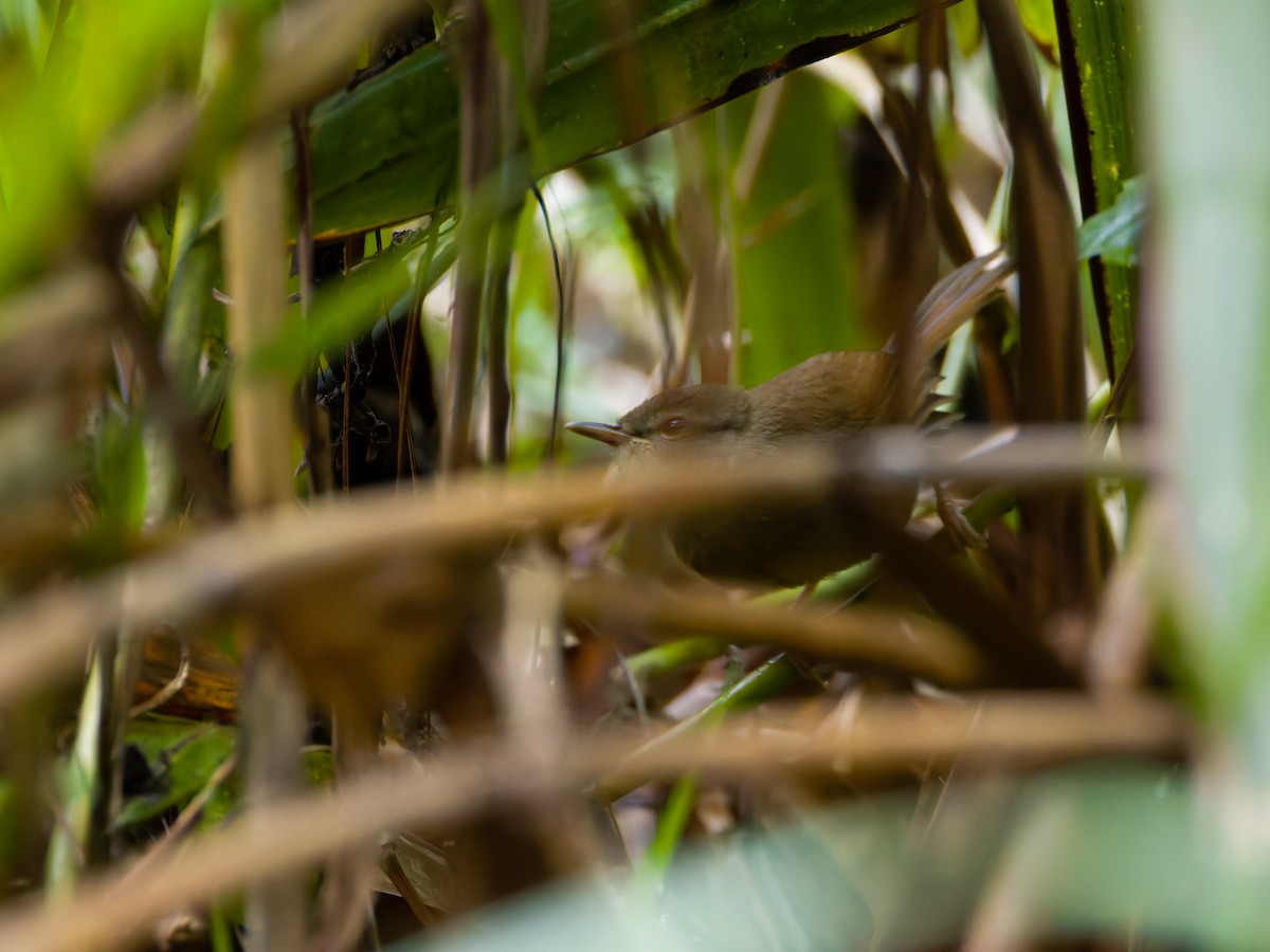 Philippine Bush Warbler - ML621737511