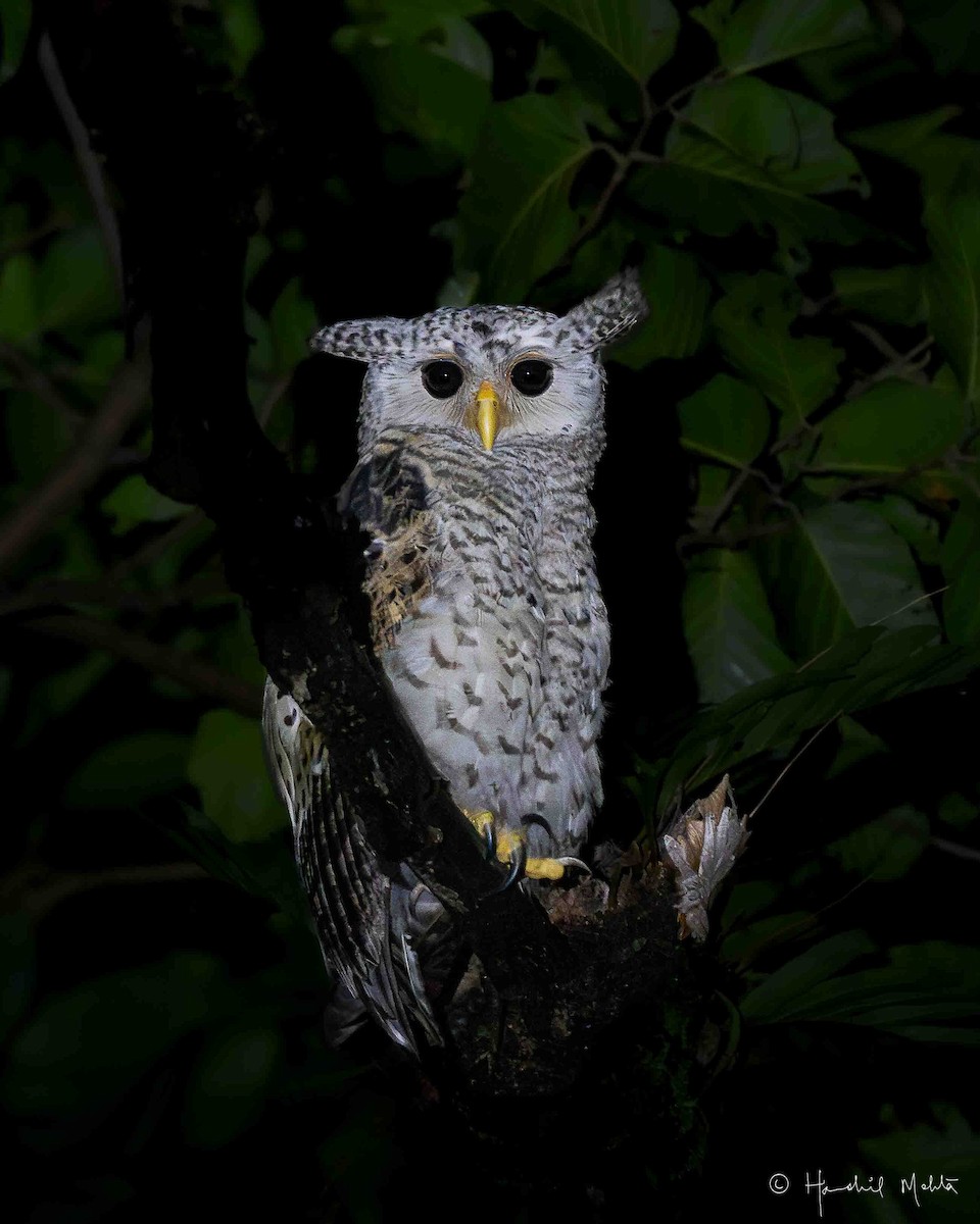 Spot-bellied Eagle-Owl - ML621737756