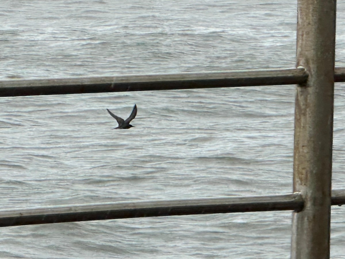 rybák černohřbetý - ML621737757