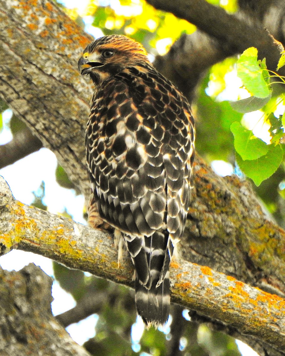 Red-shouldered Hawk - ML621737810