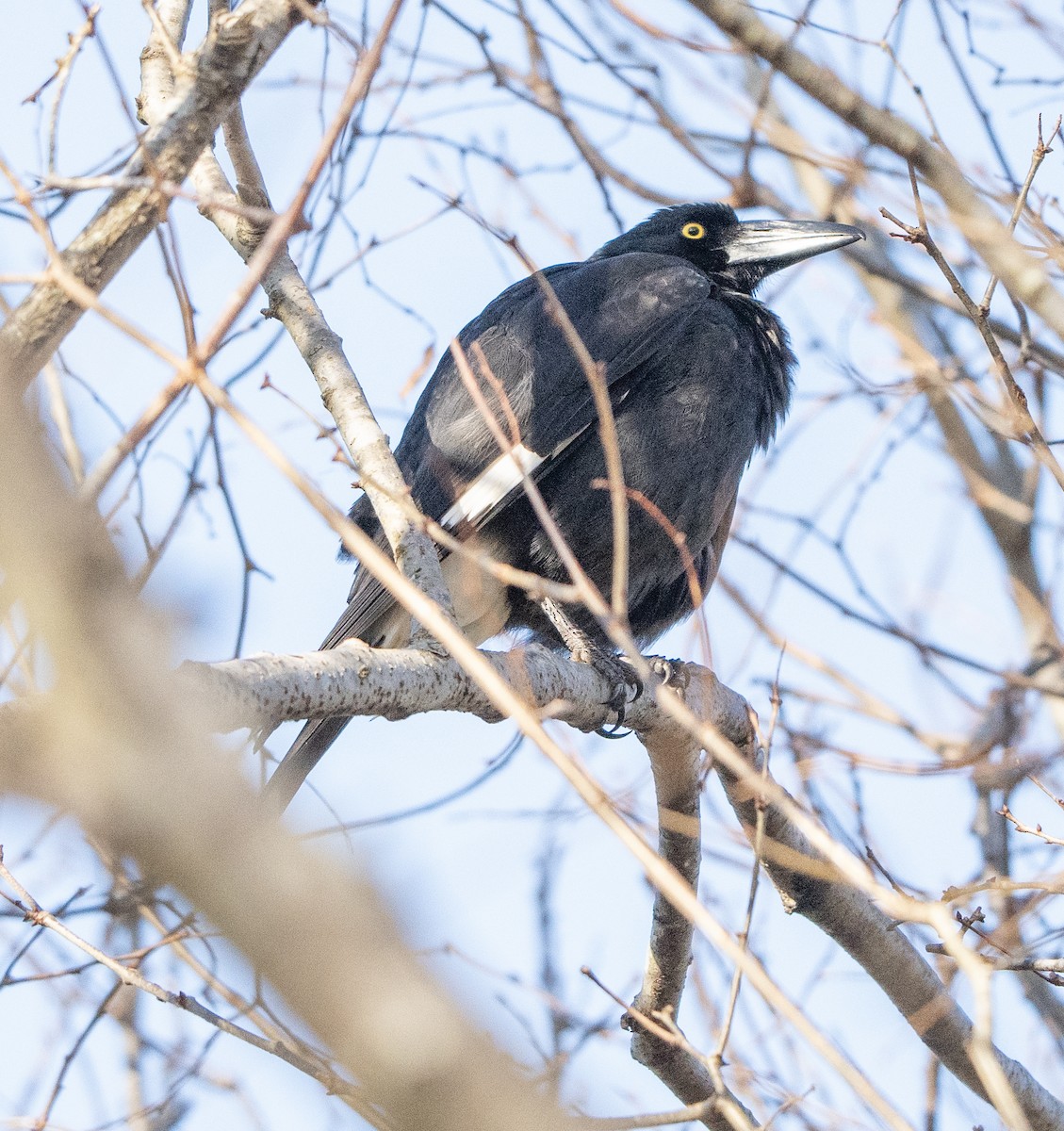 Pied Currawong - ML621737975