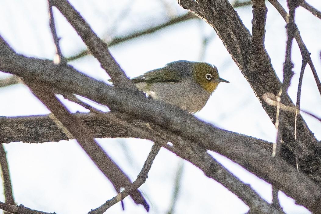 Silvereye - ML621738000