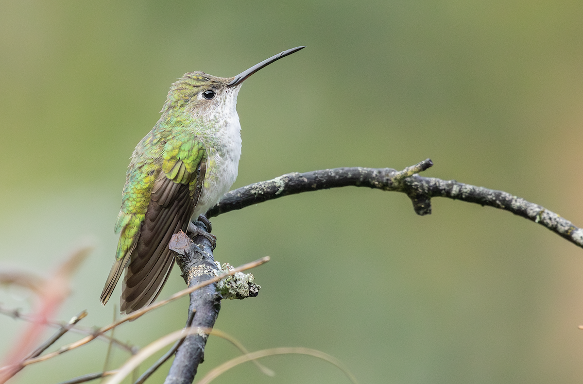 Green-and-white Hummingbird - Ernst Mutchnick