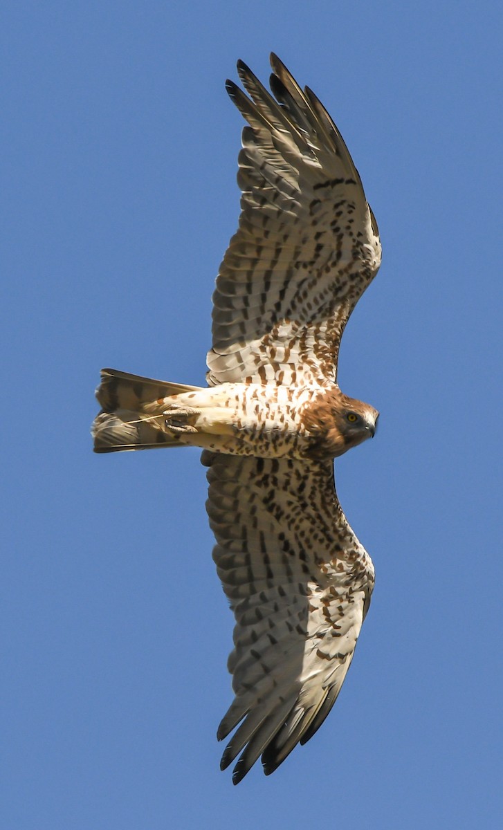 Short-toed Snake-Eagle - ML621738179