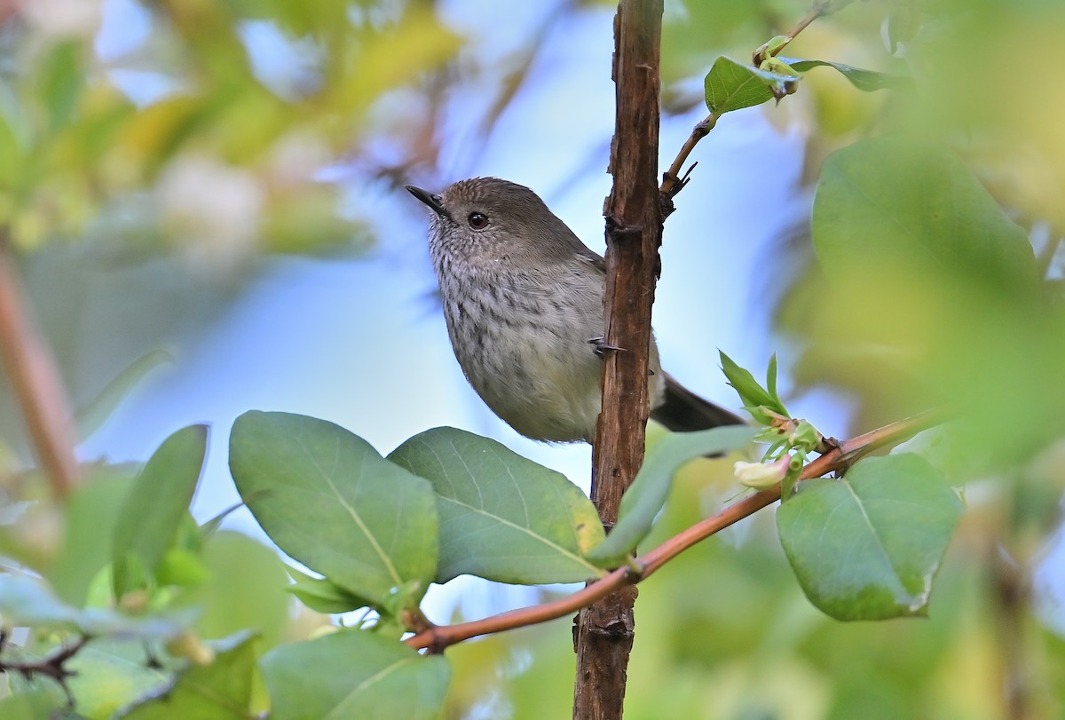 Brown Thornbill - ML621738360