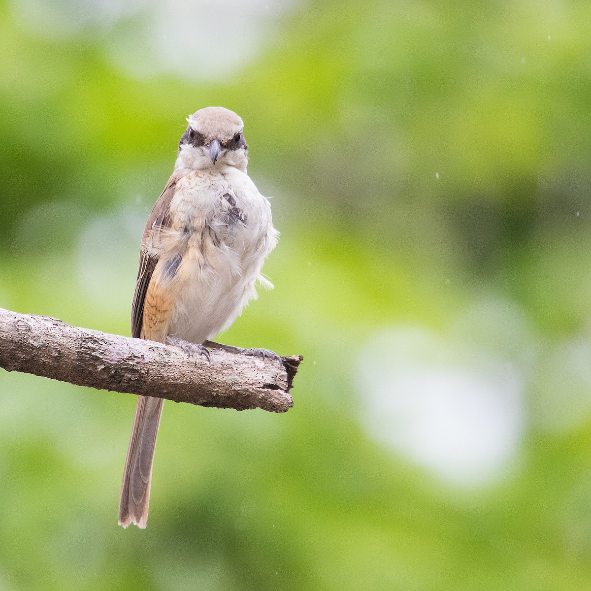 Brown Shrike - ML621738370