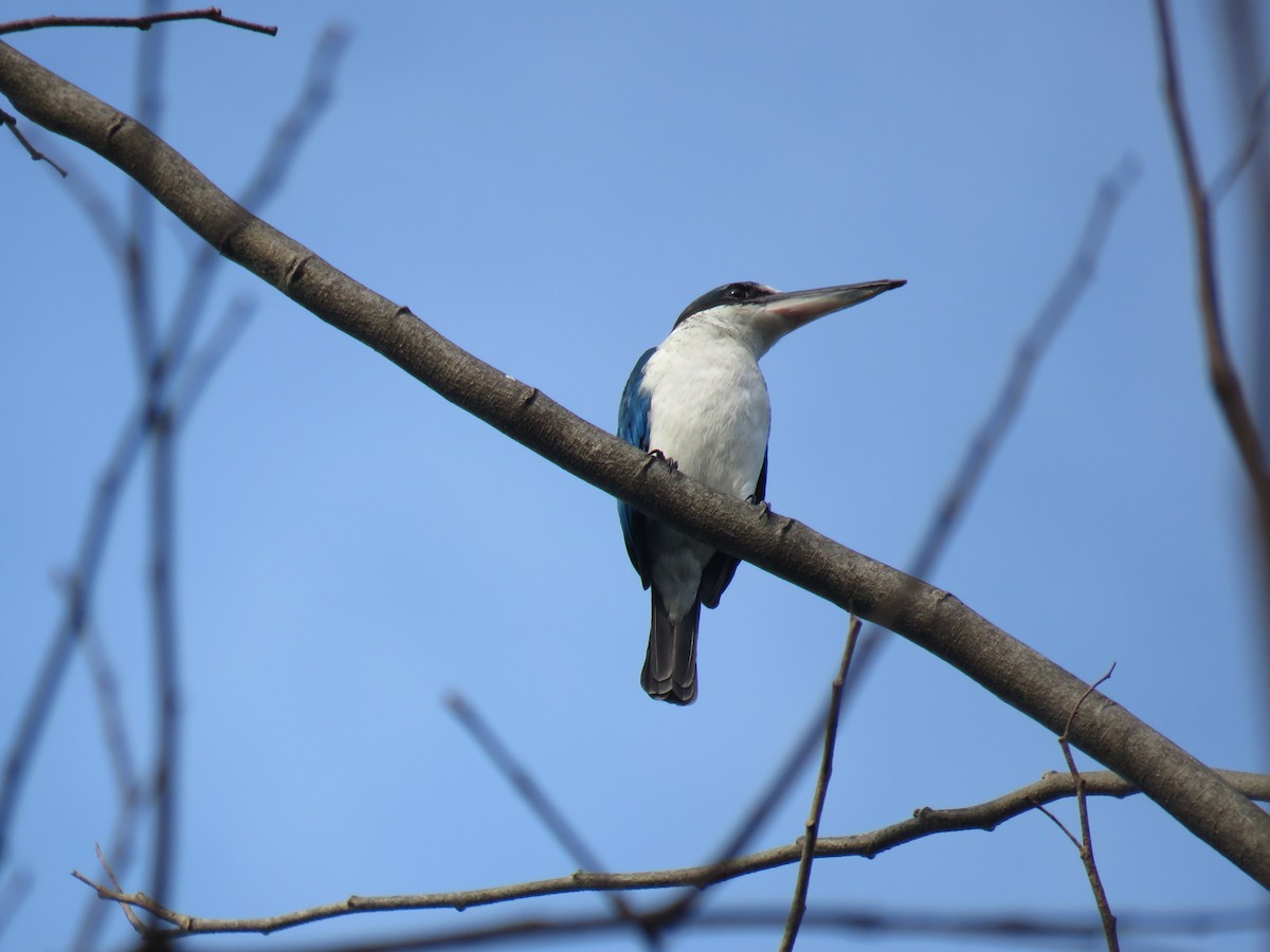 Collared Kingfisher (Collared) - ML621738377