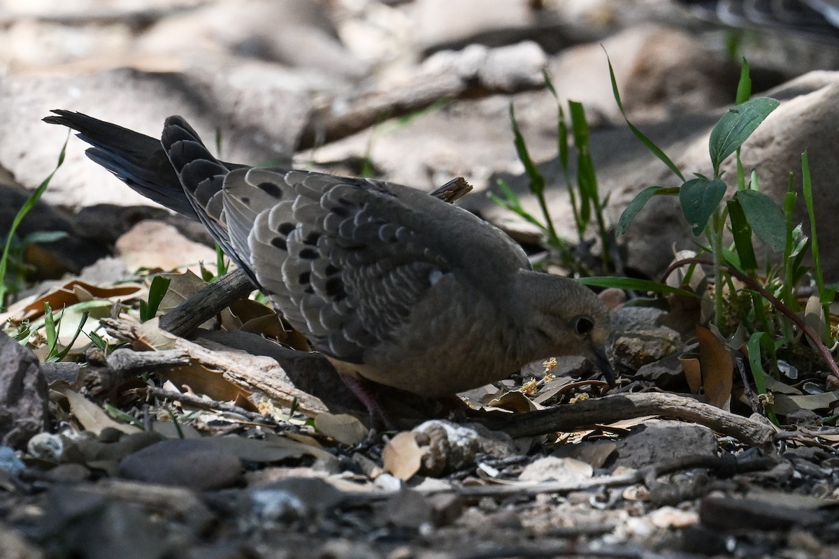 Mourning Dove - ML621738445