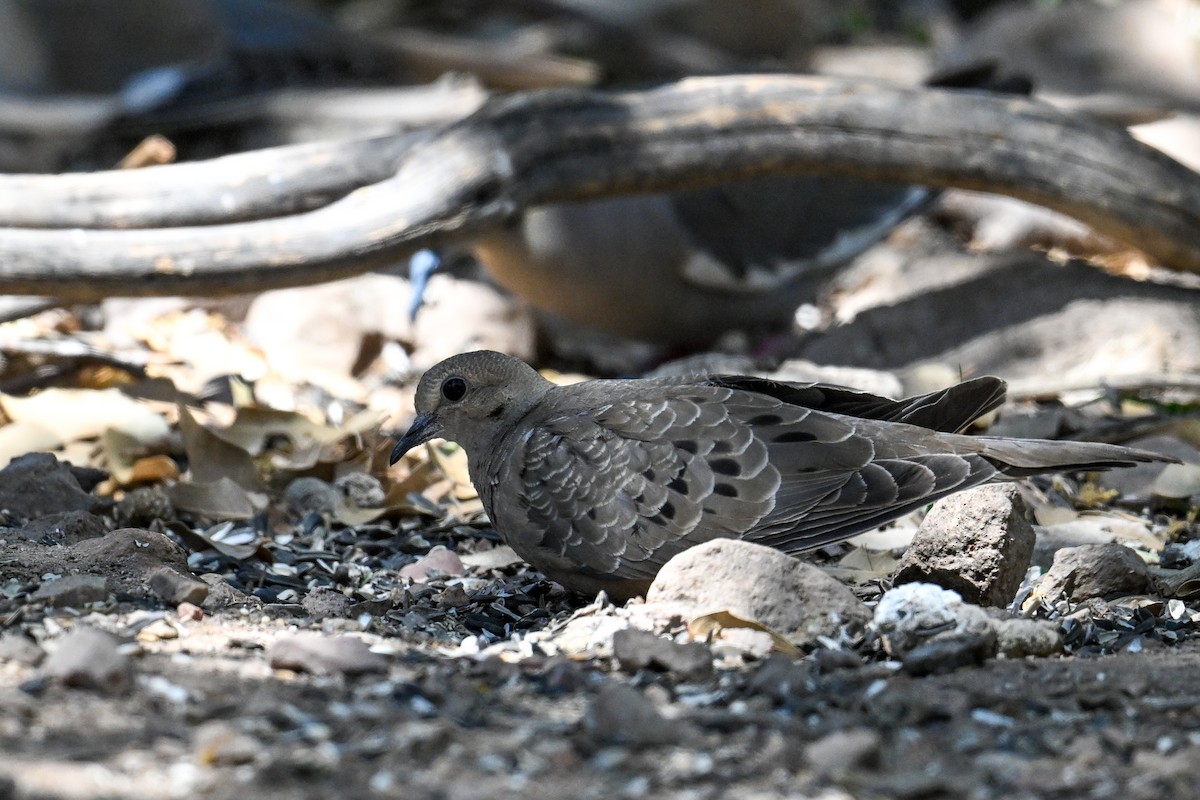 Mourning Dove - ML621738447