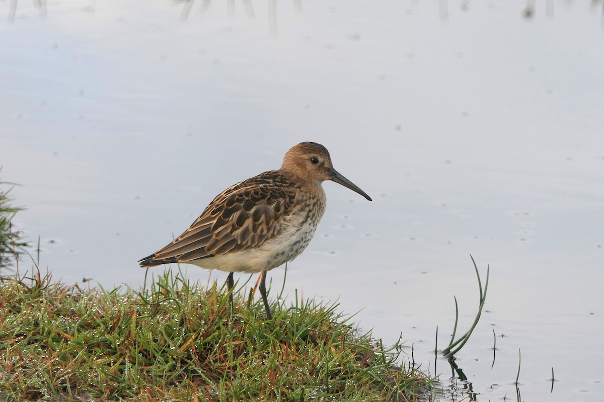 Dunlin - ML621738448