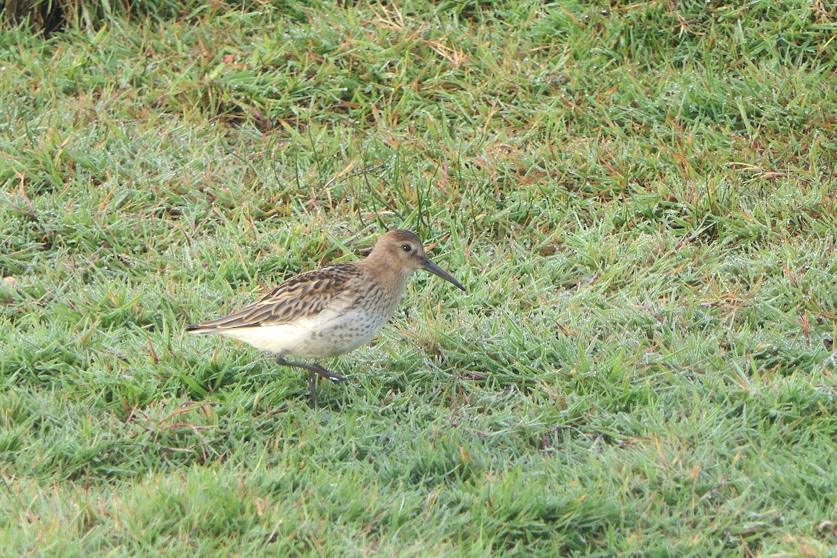 Dunlin - ML621738454