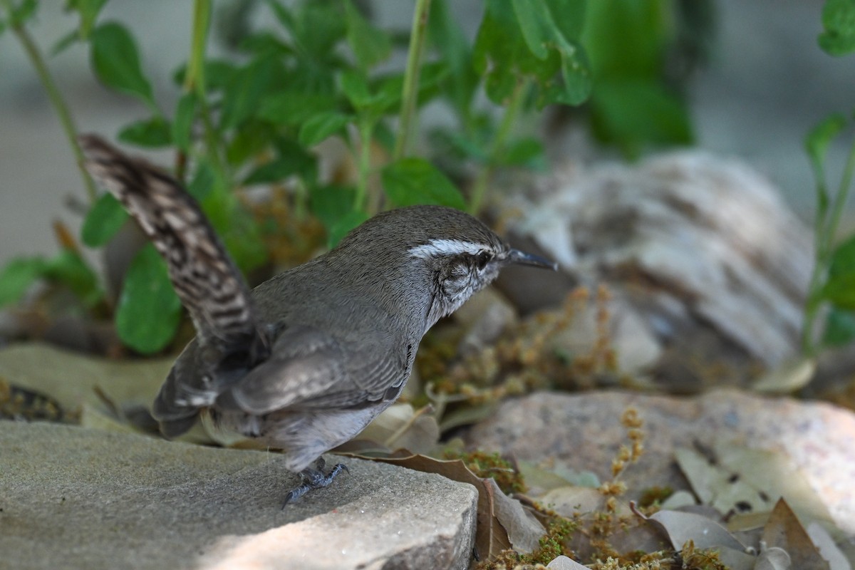 Bewick's Wren - ML621738455