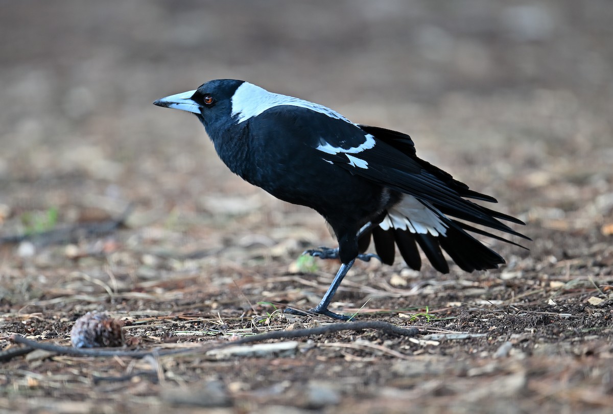 Australian Magpie - ML621738470