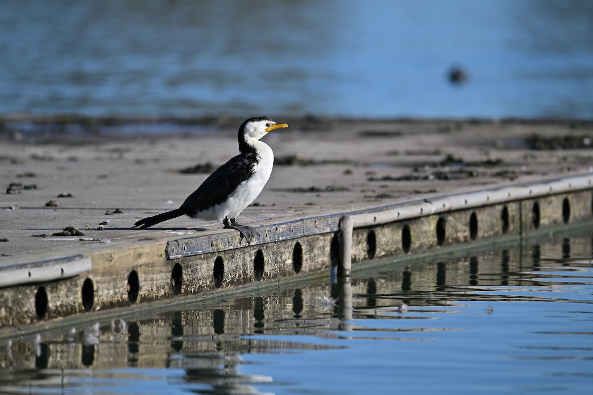 Little Pied Cormorant - ML621738473