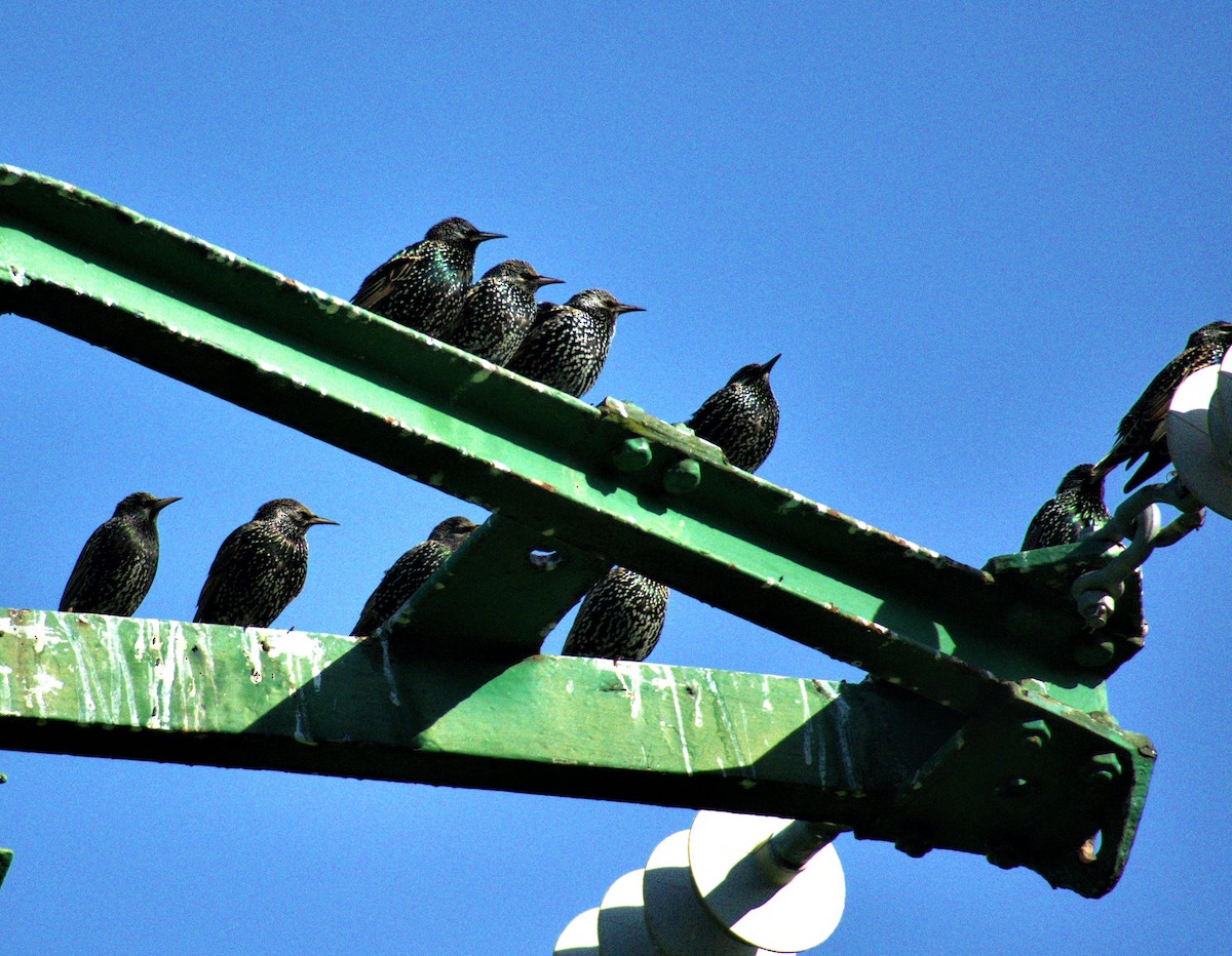 European Starling - ML621738563